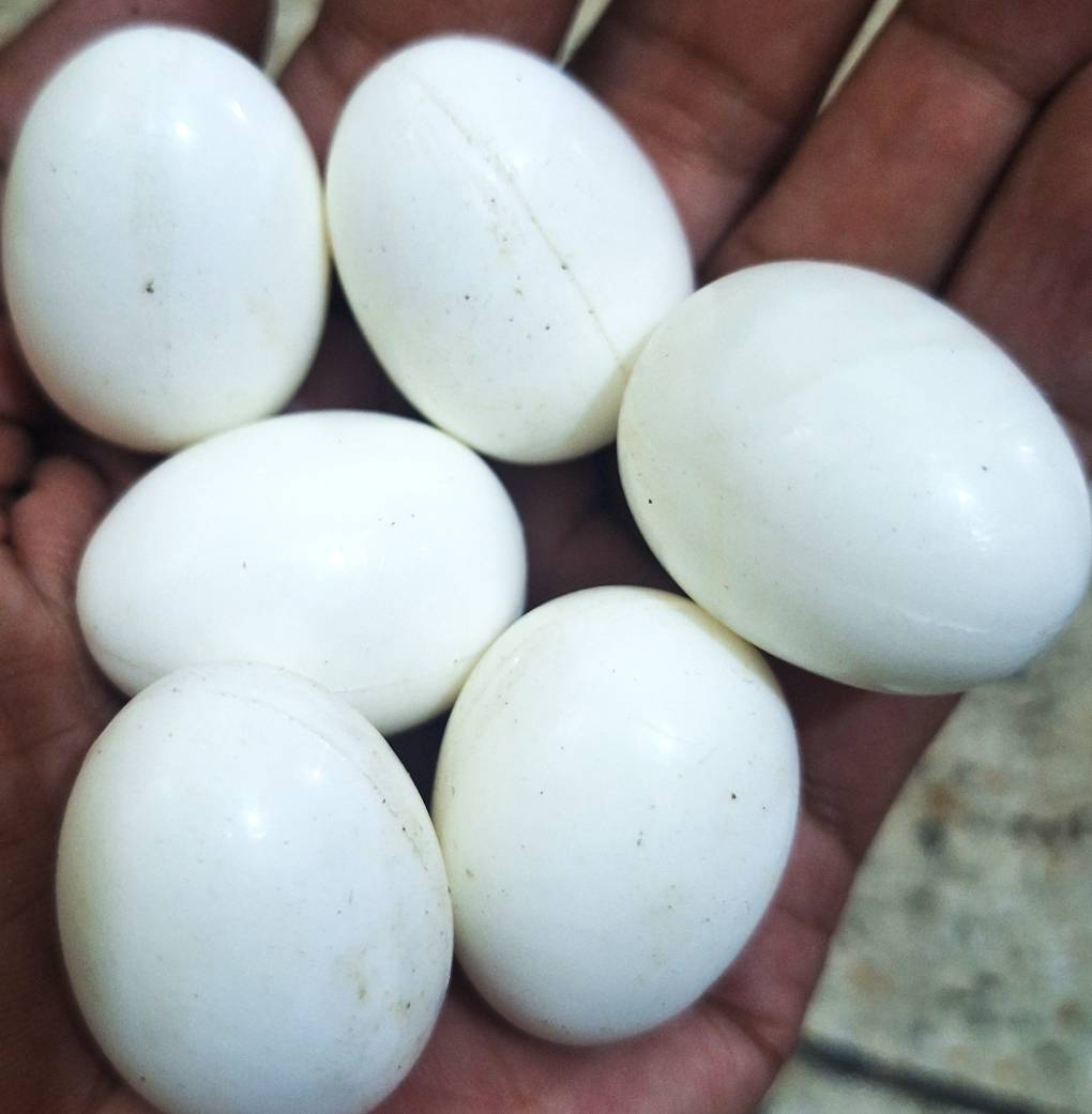Plastic Fake Eggs for Pigeon - 10 Pcs Set