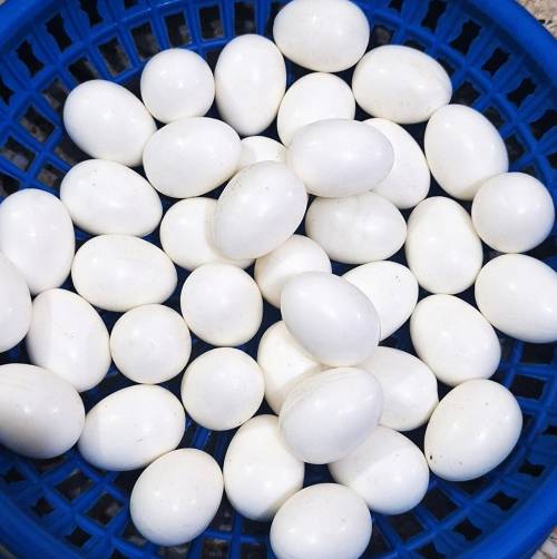 20 pcs